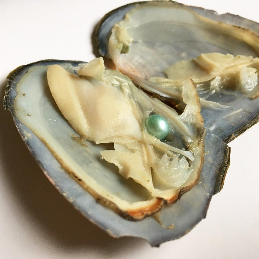 30pcs vacuum-packed light green freshwater pearls in oyster