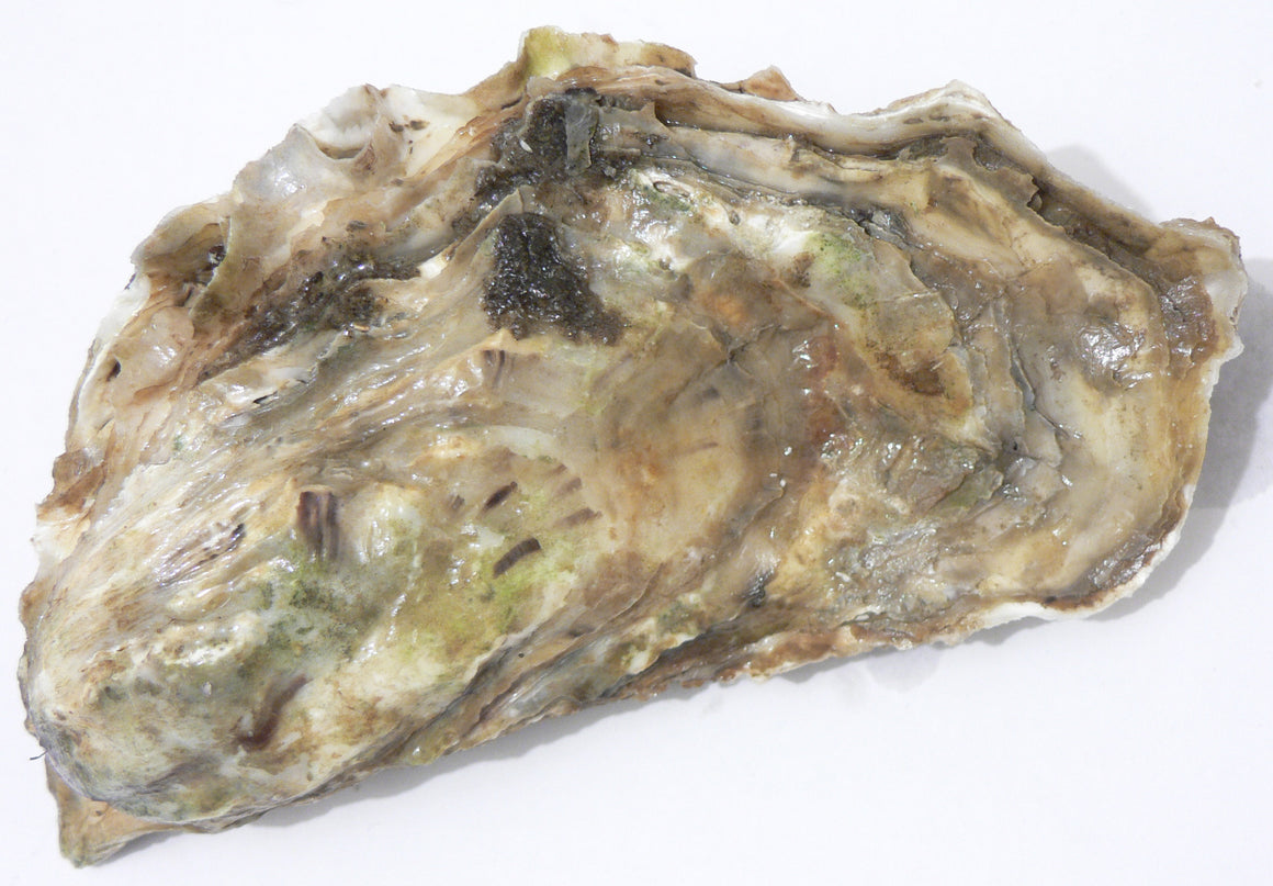 Pearls in oysters