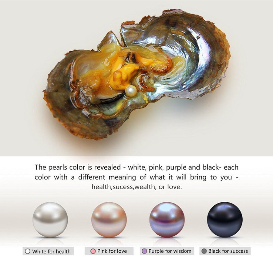 Vacuum-Packed Akoya Oysters with Large Oval Pearl Inside